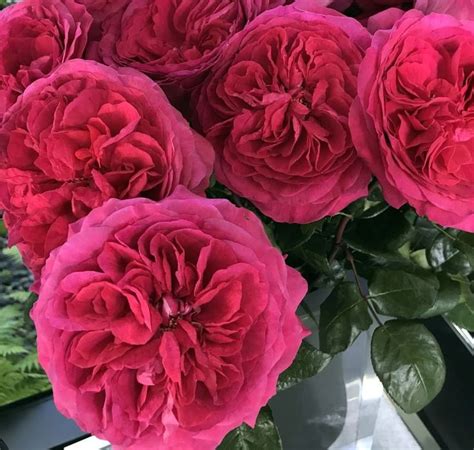 Alexandra Farms Garden Roses On Instagram The Scent Of Capability