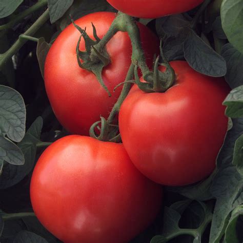 Bush Early Girl Tomato Plant Addicts