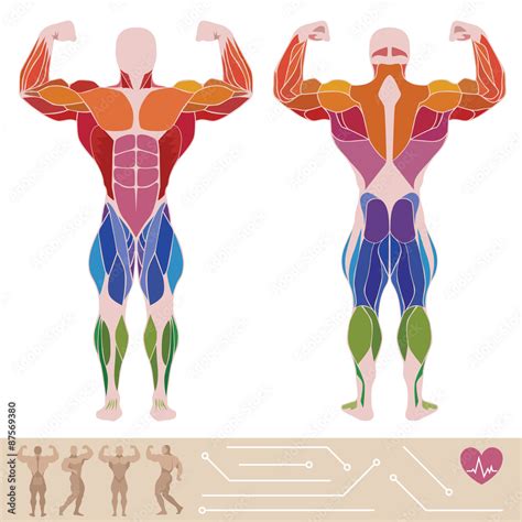 The Human Muscular System Anatomy Posterior And Anterior View Vector