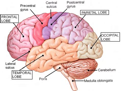 Anatomy Of Cerebrum Anatomical Charts And Posters Images And Photos