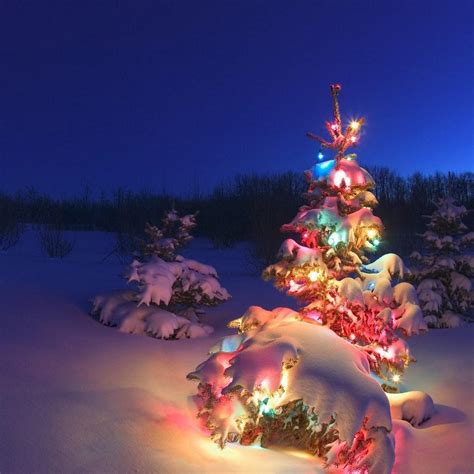 Free Download Christmas Night Daydreaming Wallpaper 27551926 1024x768
