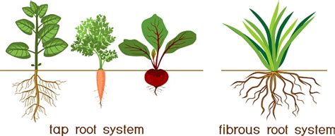 Plants With Different Types Of Root Systems Tap And Fibrous Root