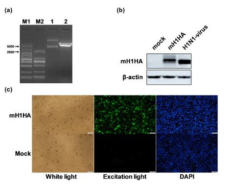 Dna is not as fragile as rna, and the. Construction and verification of mRNA vaccine encoding the ...