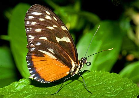 Hecale Longwing Butterfly Photograph By Millard H Sharp Pixels