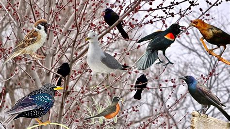 🐧 Amazing Birds In Spring Migration During Snow Toronto Canada Youtube