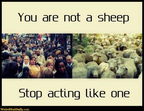 Funny Pictures Weirdnutdaily Dont Act Like Sheep