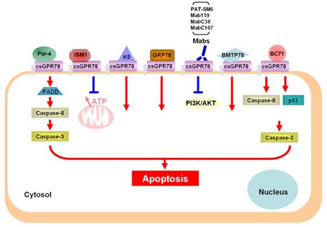 cancers free full text cell surface grp78 as a death receptor and an anticancer drug target