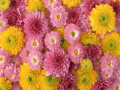 Flowers For Flower Lovers Flowers Wallpapers Hd Desktop