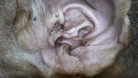 What Are Dog Ear Mites And How To Get Rid Of Them Naturally
