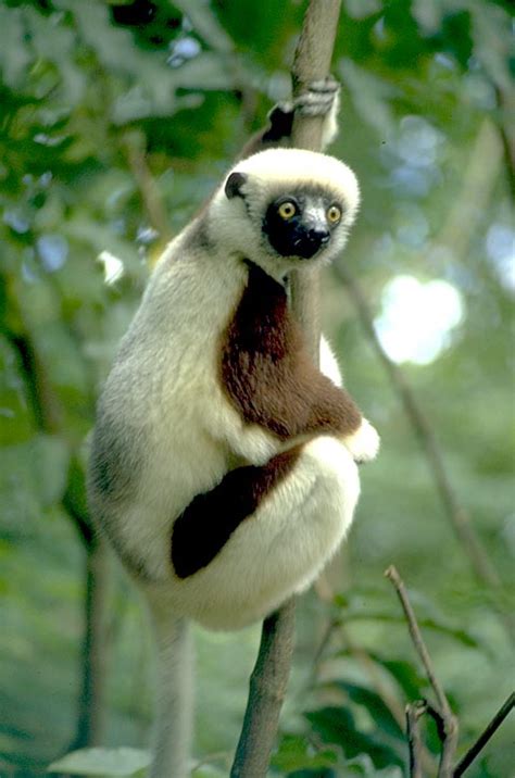 The Sifaka Lemur Animal Information And Facts The Wildlife