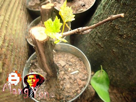 Cara Memperbanyak Pohon Anggur Dengan Stek Batang Indukan Blog Mang Yono