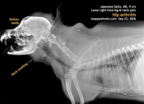 Veterinary Medicine Surgery Singapore Toa Payoh Vets Dogs Cats