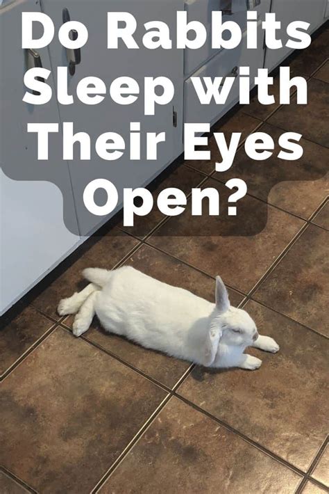 Do Rabbits Sleep with Their Eyes Open? - Every Bunny Welcome