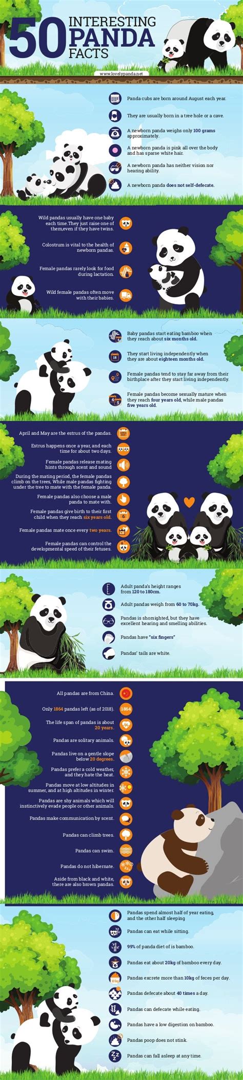 50 Interesting Panda Facts