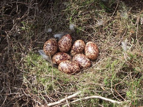Red Grouse Nest 2 Flickr Photo Sharing