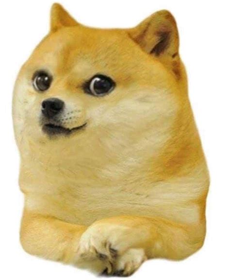 Doge Meme Enfield Bullet Dog Jokes Funny Profile Pictures Amazing