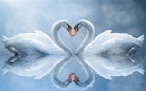 Swan Wallpapers Top Free Swan Backgrounds Wallpaperaccess