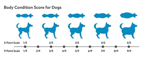 Vereség Az Elrendezés Egyiptomi Body Condition Score Dog 1 9 Klinika