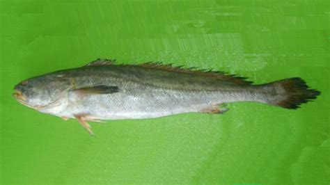 Cá Sủ Vàng Otolithoides Biauritus