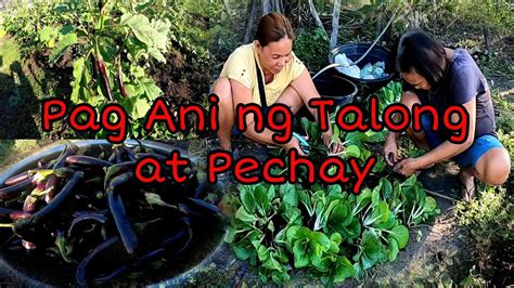Gulayan Seriesunang Pitas Ng Talong At Pechay Harvest Time Happy Si Nanay Ltv Episode 27