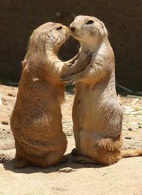Animateca: Animal Love