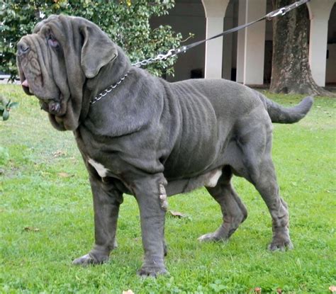 Neapolitan Mastiff All Big Dog Breeds