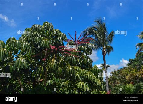 Arboles Tropicales Fotografías E Imágenes De Alta Resolución Alamy