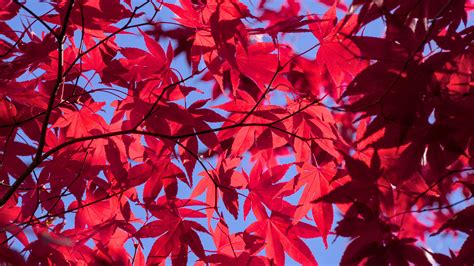 Red Leaves Tree Branches Maple Autumn Blue Sky Background 4k Hd Nature
