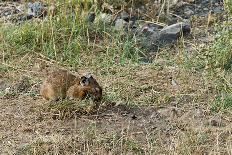 Daurian Pika 3 Dsc08264 Daurian Pika Ochotona Dauurica A Flickr