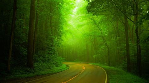Papel Tapiz Natural Bosques Verdes Bosques Carreteras Nebulosos