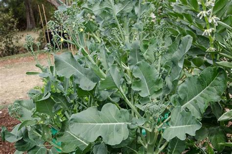How To Grow Chinese Broccoli Gardeners Path