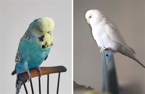 English Budgie Origins Differences More Psittacology Vlrengbr