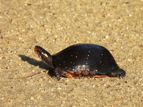 Spotted Turtle Atlantic County New Jersey Usa June 202 Flickr