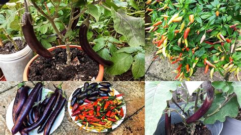 Harvesting Deshi Vegetables Shokher Bagan 2023 Gardening Uk Youtube