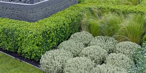 How To Plant Grow And Care For Buxus Box Plants