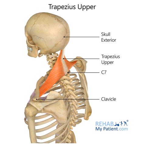 Trapezius Upper Trapezius The Key To Scapulohumeral Rhythm This Is