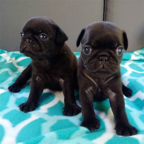 Pug Puppies Massachusetts Pug Wikipedia Ask Questions And Learn