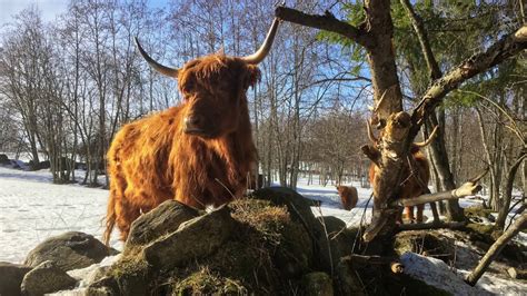 Scottish Highland Cattle In Finland Warm Spring Weather Is Revealing