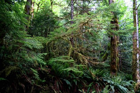 Inland Temperate Rainforest Wildsight