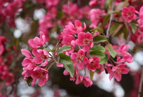 Boise Daily Photo Garden Shot Crab Apple Tree Blossoms