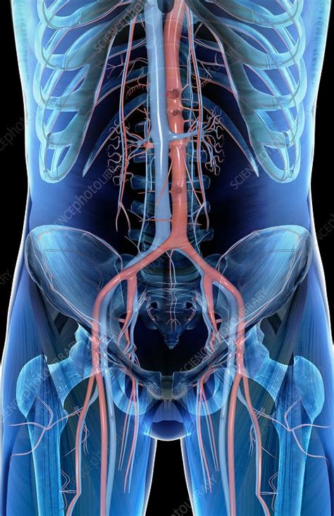 The blood moves through pulmonary circulation and then continues on through systemic circulation. The blood vessels of the lower body - Stock Image - C008 ...