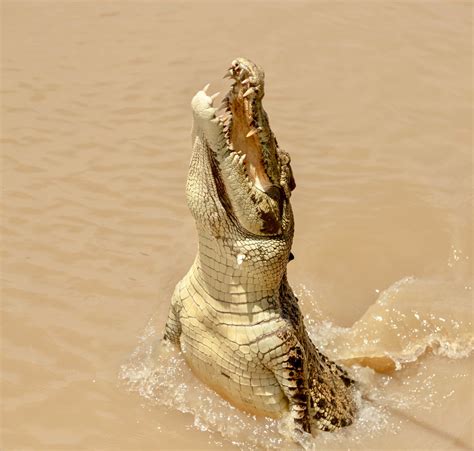 Saltwater Crocodile Crocodylus Porosus The Saltwater Cro Flickr