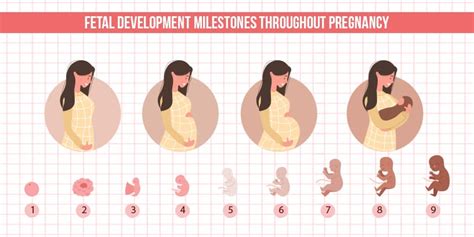Diagram Of Fetal Development