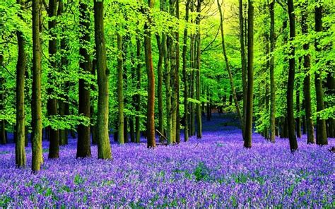 The 10 Most Beautiful Bluebell Woods In The Uk