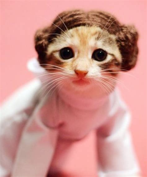 Check Out These Hilarious Halloween Costumes For Your Cat Kittens In