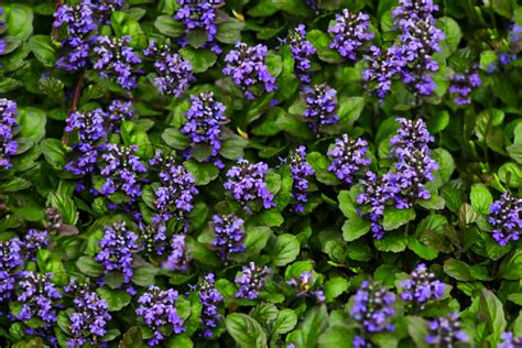 Discover Different Types Of Invasive Ground Covers And Learn Why You