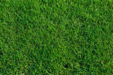 Care For Your Bermuda Grass Turf Masters Lawn Care