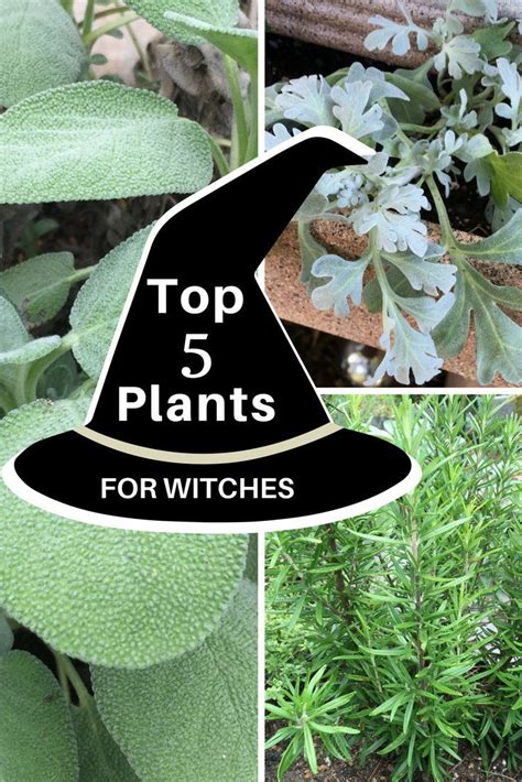 Top 5 Plants For Witches Gardening Know How S Blog Outdoor Witch Tattoo Plant Witchs Garden