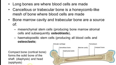 Bone Biology Part 1 Youtube