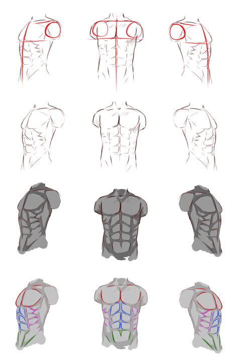 Human Anatomy Male Drawing ~ Human Anatomy Male Torso Drawing